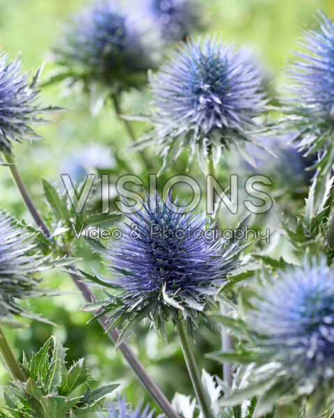 Eryngium planum Magnetar Questar Eryngium planum Magnetar Questar
