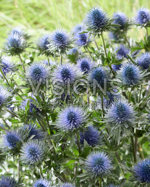 Eryngium planum Magnetar Questar Eryngium planum Magnetar Questar