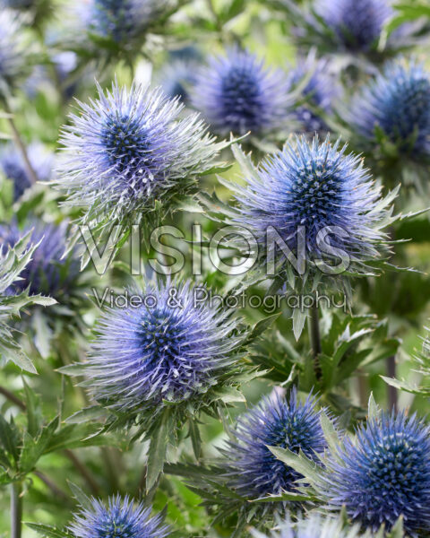 Eryngium planum Magnetar Questar Eryngium planum Magnetar Questar