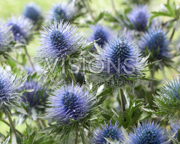 Eryngium planum Magnetar Questar