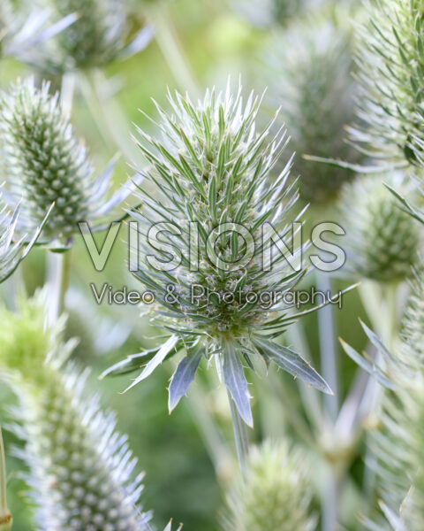 Eryngium Electric