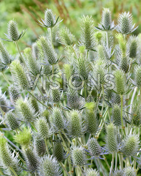 Eryngium elektrisch dynamiet