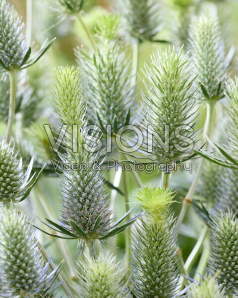 Eryngium elektrisch dynamiet Eryngium elektrisch dynamiet