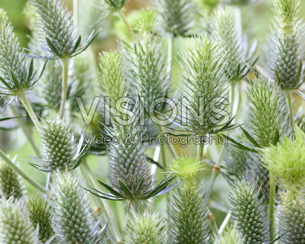 Eryngium elektrisch dynamiet