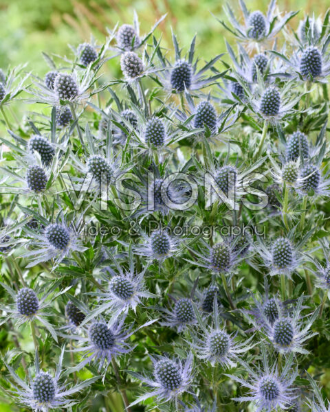 Eryngium Blue Dynamite Eryngium Blue Dynamite