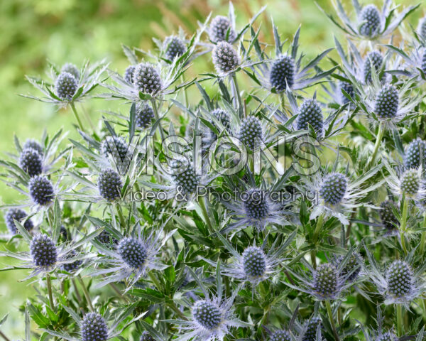 Eryngium Blue Dynamite Eryngium Blue Dynamite