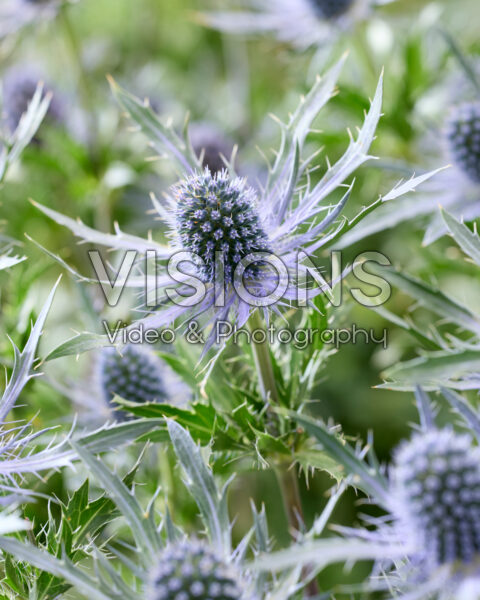 Eryngium Blue Dynamite