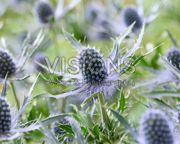 Eryngium Blue Dynamite Eryngium Blue Dynamite