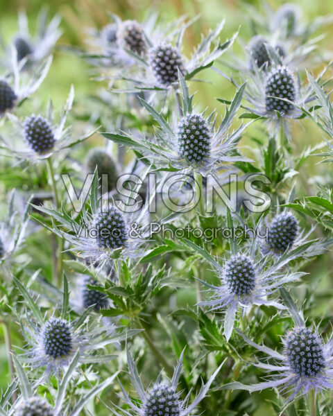 Eryngium Blue Dynamite