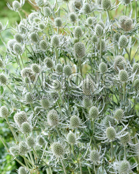 Eryngium Silver Dynamite