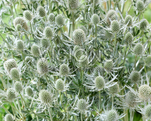 Eryngium Silver Dynamite