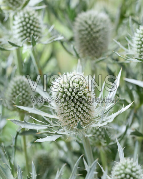 Eryngium Silver Dynamite