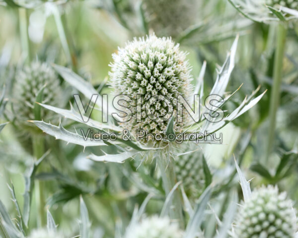 Eryngium Silver Dynamite