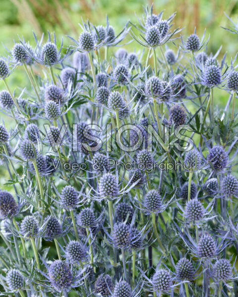 Eryngium planum Magical Blue Lagoon Eryngium planum Magical Blue Lagoon
