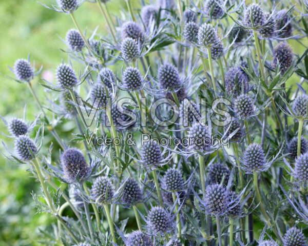 Eryngium planum Magical Blue Lagoon Eryngium planum Magical Blue Lagoon