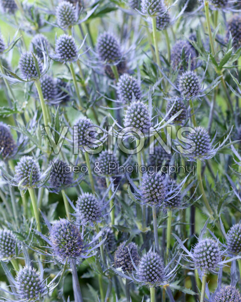 Eryngium planum Magical Blue Lagoon Eryngium planum Magical Blue Lagoon