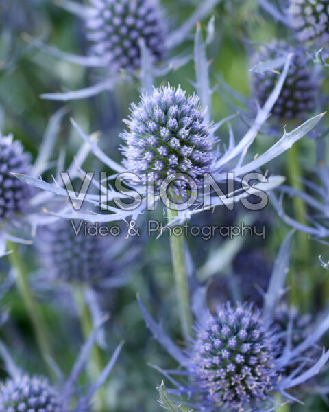 Eryngium planum Magical Blue Lagoon