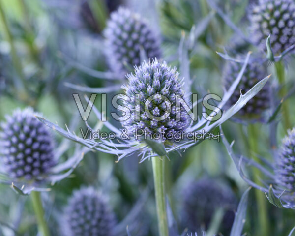 Eryngium planum Magical Blue Lagoon