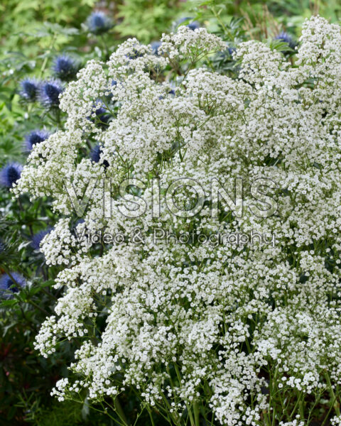 Gypsophila paniculata Million Stars Gypsophila paniculata Million Stars