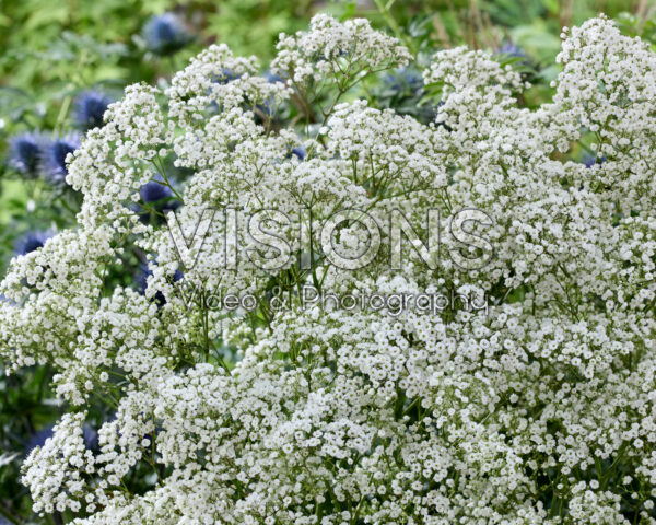 Gypsophila paniculata Million Stars