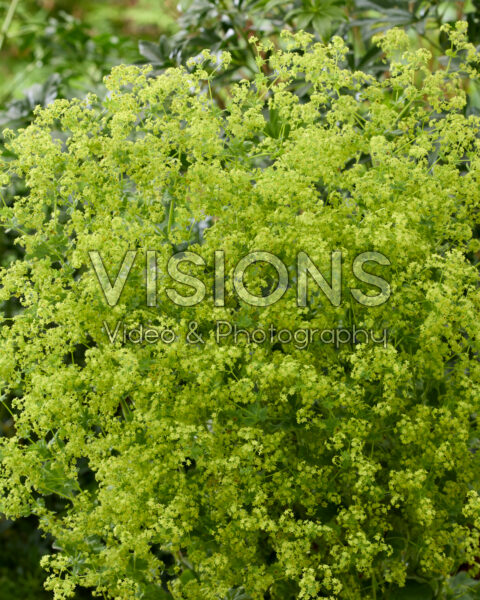 Alchemilla mollis Robustica