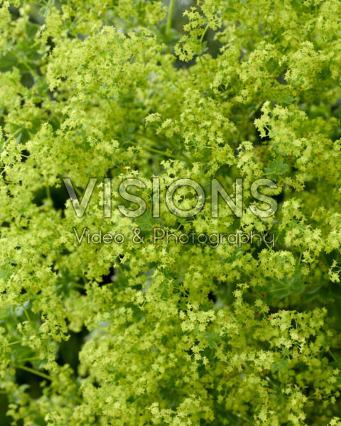 Alchemilla mollis Robustica Alchemilla mollis Robustica