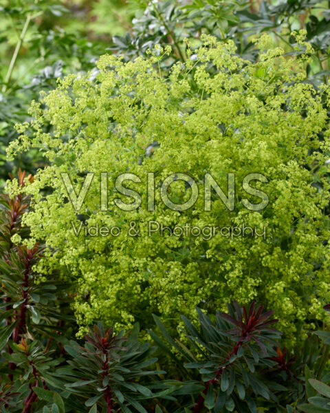 Alchemilla mollis Robusta