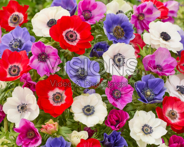 Anemone coronaria Mistral mix