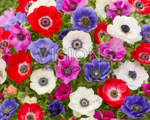 Anemone coronaria Mistral mix Anemone coronaria Mistral mix
