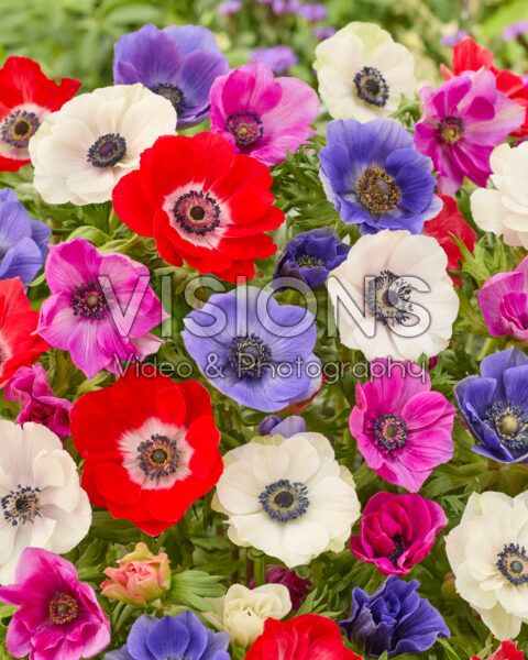 Anemone coronaria Mistral mix Anemone coronaria Mistral mix