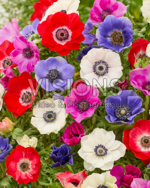 Anemone coronaria Mistral mix Anemone coronaria Mistral mix