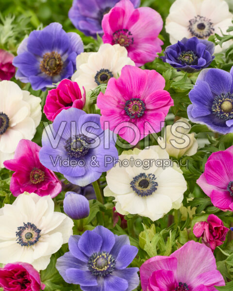 Anemone coronaria Mistral mix Anemone coronaria Mistral mix