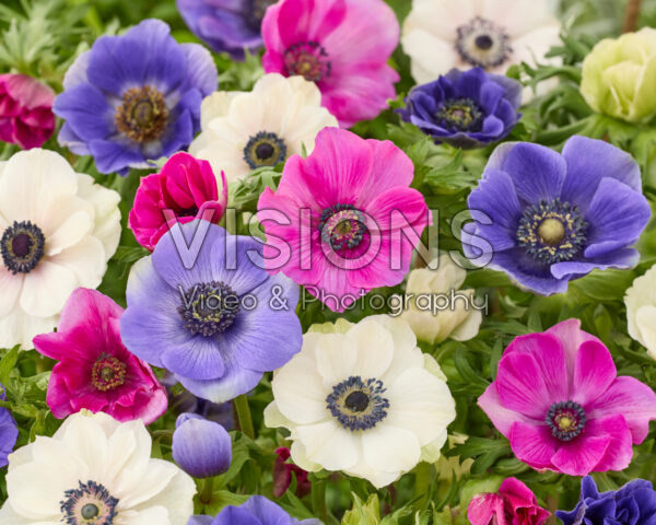 Anemone coronaria Mistral mix Anemone coronaria Mistral mix