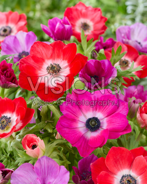 Anemone coronaria Mistral Cerise and Red Anemone coronaria Mistral Cerise and Red