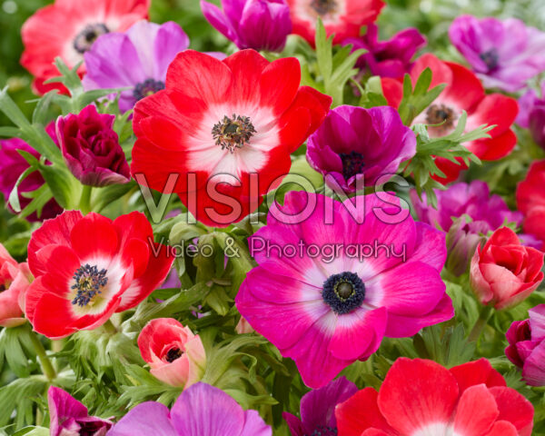 Anemone coronaria Mistral Cerise and Red Anemone coronaria Mistral Cerise and Red
