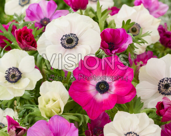 Anemone coronaria Mistral Cerise en White