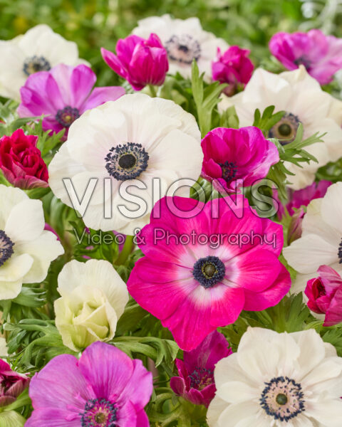 Anemone coronaria Mistral Cerise and White Anemone coronaria Mistral Cerise and White