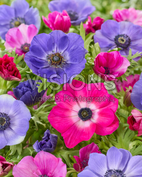 Anemone coronaria Mistral Blue en Cerise