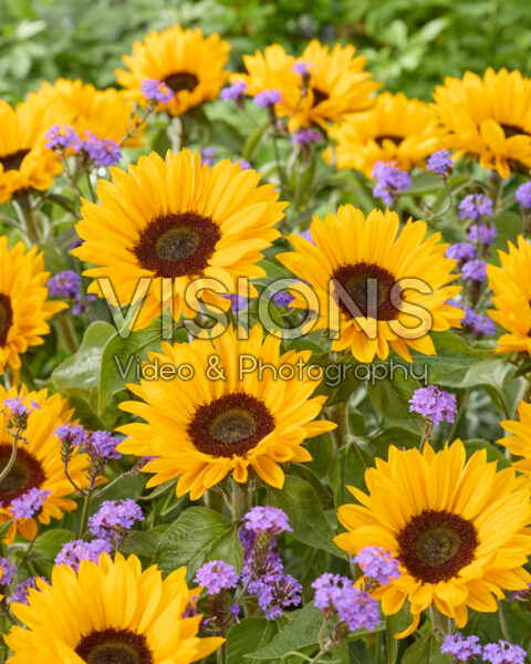 Helianthus annuus Sunrich Provence Overtoom Helianthus annuus Sunrich Provence Overtoom