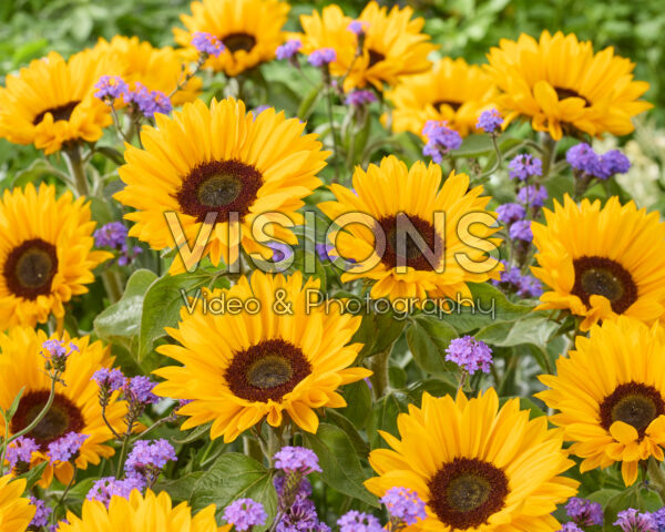 Helianthus annuus Sunrich Provence Overtoom Helianthus annuus Sunrich Provence Overtoom