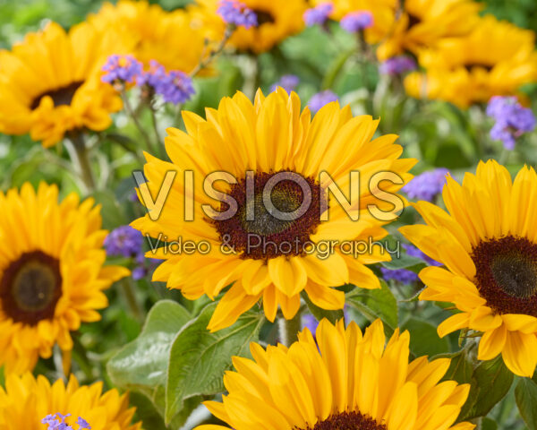 Helianthus annuus Sunrich Provence Overtoom Helianthus annuus Sunrich Provence Overtoom