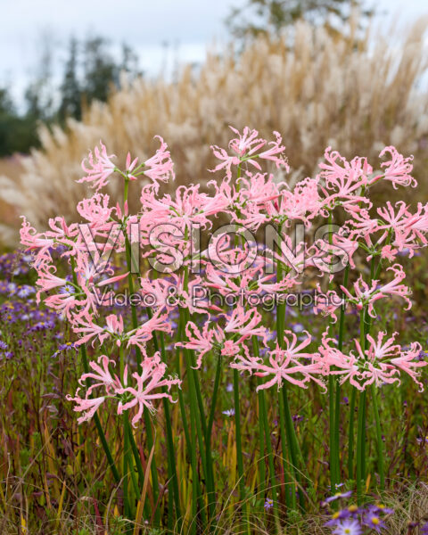 Nerine bowdenii Flugel Nerine bowdenii Flugel