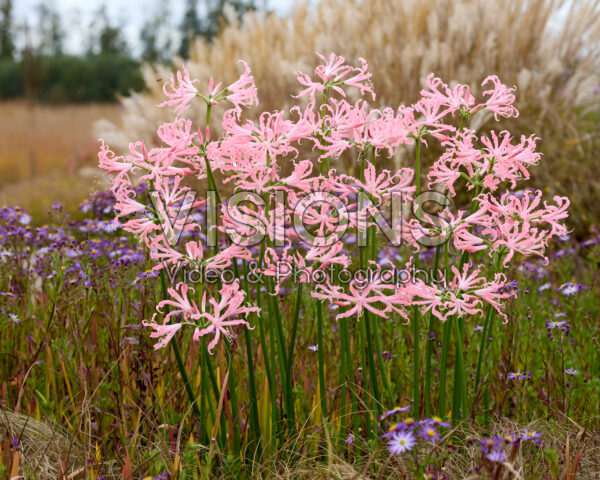 Nerine bowdenii Flugel Nerine bowdenii Flugel