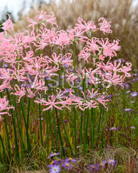 Nerine bowdenii Flugel Nerine bowdenii Flugel