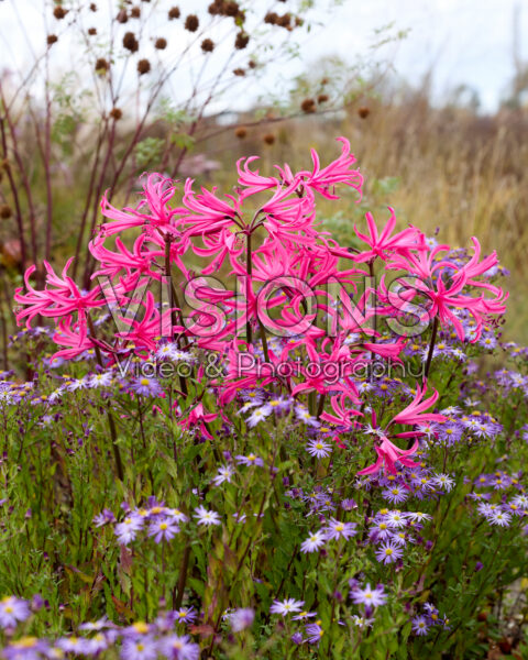 Amarine Belladiva Tomoko Amarine Belladiva Tomoko