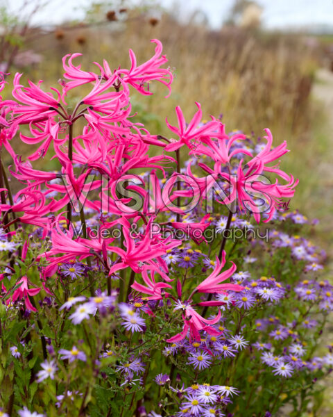 Amarine Belladiva Tomoko Amarine Belladiva Tomoko