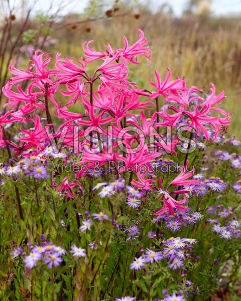 Amarine Belladiva Tomoko Amarine Belladiva Tomoko