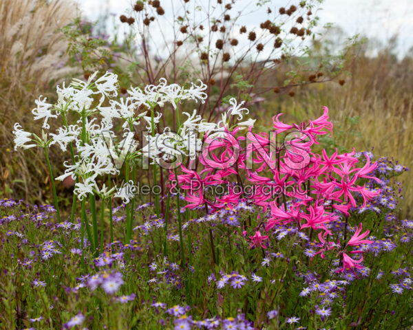 Amarine Tomoko, Nerine bowdenii Like a Virgin Amarine Tomoko, Nerine bowdenii Like a Virgin