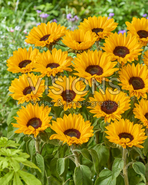 Helianthus annuus Sunrich Provence Overtoom Helianthus annuus Sunrich Provence Overtoom