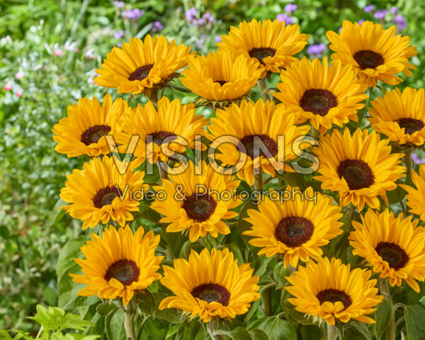 Helianthus annuus Sunrich Provence Overtoom